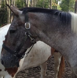 Meet your Posher, Nikki